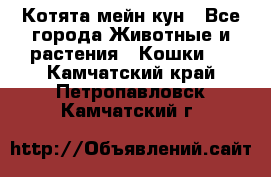 Котята мейн кун - Все города Животные и растения » Кошки   . Камчатский край,Петропавловск-Камчатский г.